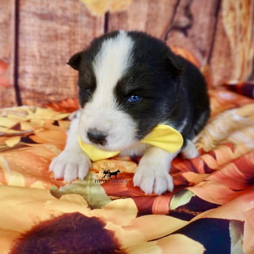 AKC Biscuit 17